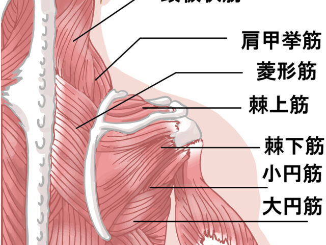 胸郭出口症候群は、何歳ぐらいで発症しますか？/江東区大島