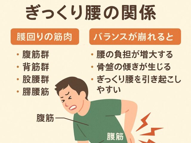 腰回りの筋肉バランスとぎっくり腰の関係/江東区北砂