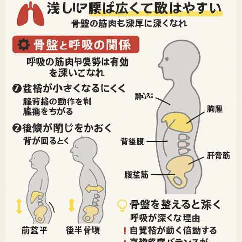 🌬 骨盤の歪みと呼吸機能低下の関係/江東区北砂